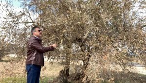 El Gobierno regional abona 900.000 euros en ayudas a más de 310 olivareros de la provincia de Cuenca por las consecuencias del temporal ´Filomena´