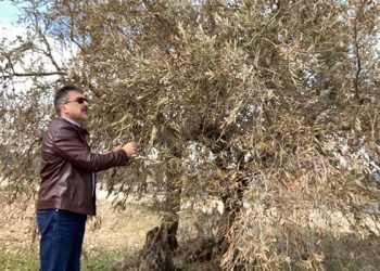 El Gobierno regional abona 900.000 euros en ayudas a más de 310 olivareros de la provincia de Cuenca por las consecuencias del temporal ´Filomena´