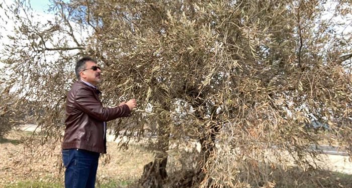 El Gobierno regional abona 900.000 euros en ayudas a más de 310 olivareros de la provincia de Cuenca por las consecuencias del temporal ´Filomena´ 1 El Gobierno regional abona 900.000 euros en ayudas a más de 310 olivareros de la provincia de Cuenca por las consecuencias del temporal ´Filomena´