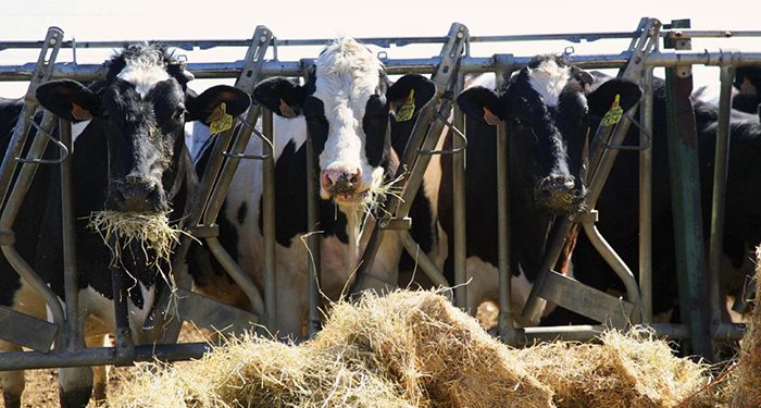 El Gobierno regional abona a 323 ganaderos de Guadalajara más de 902.000 euros en ayudas para compensar los efectos de la sequía y la guerra en Ucrania