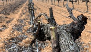 El Gobierno regional permitirá la quema de residuos vegetales con una resolución dando así seguridad jurídica a los agricultores en el medio rural