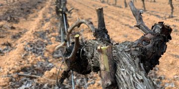 El Gobierno regional permitirá la quema de residuos vegetales con una resolución dando así seguridad jurídica a los agricultores en el medio rural