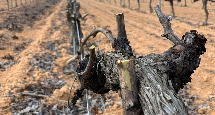 El Gobierno regional permitirá la quema de residuos vegetales con una resolución dando así seguridad jurídica a los agricultores en el medio rural