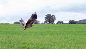 El Gobierno regional promueve el turismo de naturaleza en los espacios protegidos con motivo del Día Mundial de las Aves y las Aves Migratorias