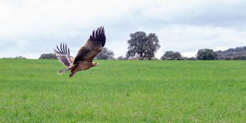 El Gobierno regional promueve el turismo de naturaleza en los espacios protegidos con motivo del Día Mundial de las Aves y las Aves Migratorias
