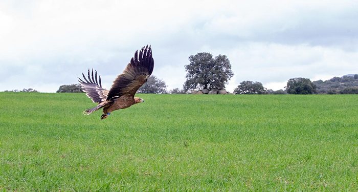 El Gobierno regional promueve el turismo de naturaleza en los espacios protegidos con motivo del Día Mundial de las Aves y las Aves Migratorias