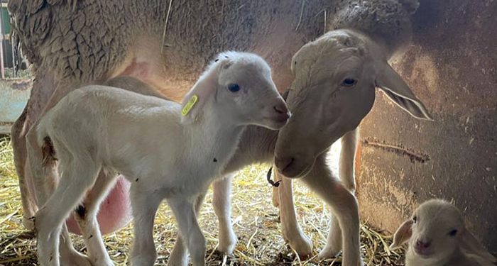 Investigadores de la UCLM obtienen los primeros corderos nacidos por fecundación in vitro en la institución académica