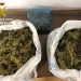Investigan a un joven de 20 años por tener demasiada marihuana en Cañaveras