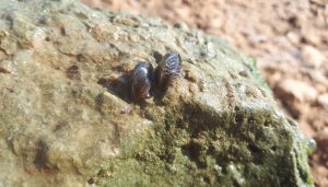 La Confederación Hidrográfica del Júcar detecta ejemplares adultos de mejillón cebra en el embalse de Alarcón