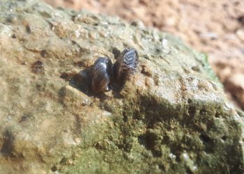La Confederación Hidrográfica del Júcar detecta ejemplares adultos de mejillón cebra en el embalse de Alarcón