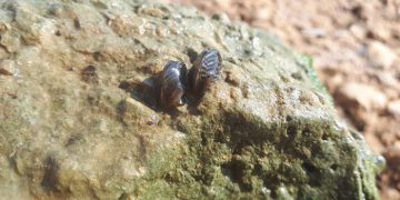 La Confederación Hidrográfica del Júcar detecta ejemplares adultos de mejillón cebra en el embalse de Alarcón