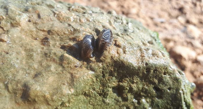 La Confederación Hidrográfica del Júcar detecta ejemplares adultos de mejillón cebra en el embalse de Alarcón