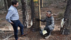 La Diputación de Cuenca publica la convocatoria de ayudas al sector resinero dotada con un presupuesto de 24.000 euros