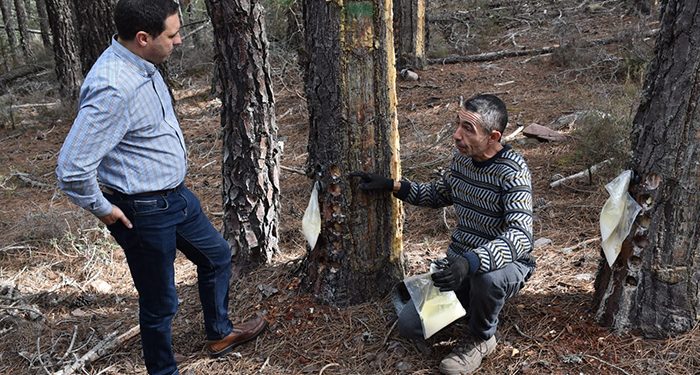 La Diputación de Cuenca publica la convocatoria de ayudas al sector resinero dotada con un presupuesto de 24.000 euros