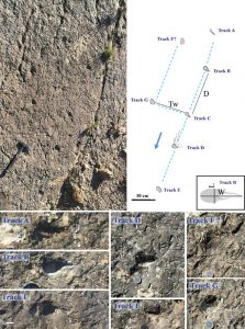 Una investigación de la UAH descubre huellas de notosaurio del Triásico en Guadalajara