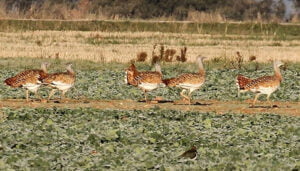 ALIENTE en Guadalajara exige áreas de exclusión en el despliegue de proyectos de renovables