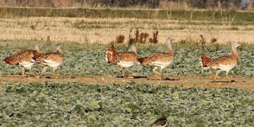 ALIENTE en Guadalajara exige áreas de exclusión en el despliegue de proyectos de renovables