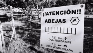 Convocada la segunda edición del concurso de vídeos de la Feria Apícola Internacional de Pastrana