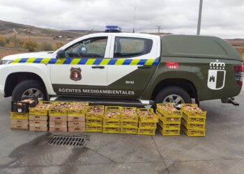 Decomisados 200 kilos de níscalos ilegalmente recolectados en la Sierra Norte de Guadalajara