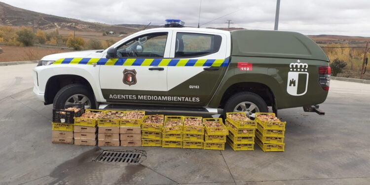 Decomisados 200 kilos de níscales ilegalmente recolectados en la Sierra Norte de Guadalajara