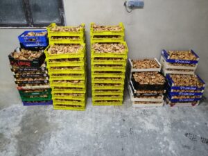 La Guardia Civil de Guadalajara denuncia a siete personas por la recogida ilegal de níscalos e incauta cerca de 400 kilos en Cogolludo