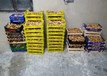 La Guardia Civil de Guadalajara denuncia a siete personas por la recogida ilegal de níscalos e incauta cerca de 400 kilos en Cogolludo