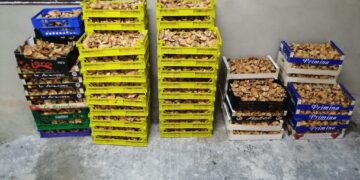 La Guardia Civil de Guadalajara denuncia a siete personas por la recogida ilegal de níscalos e incauta cerca de 400 kilos en Cogolludo