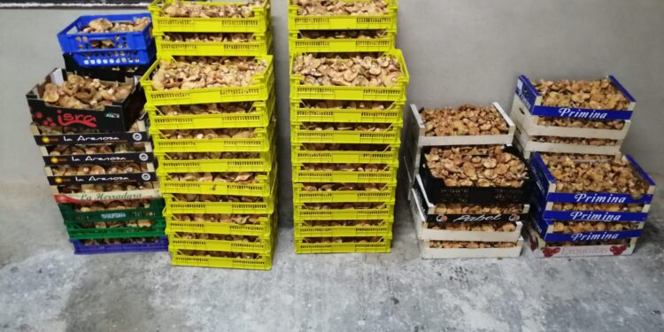 La Guardia Civil de Guadalajara denuncia a siete personas por la recogida ilegal de níscalos e incauta cerca de 400 kilos en Cogolludo 1 La Guardia Civil de Guadalajara denuncia a siete personas por la recogida ilegal de níscalos e incauta cerca de 400 kilos en Cogolludo