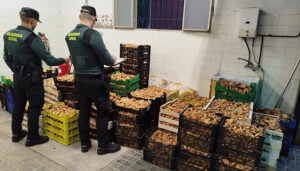 La Guardia Civil de Guadalajara detiene a siete personas e incauta más de una tonelada de setas