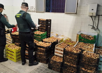 La Guardia Civil de Guadalajara detiene a siete personas e incauta más de una tonelada de setas 5 La Guardia Civil de Guadalajara detiene a siete personas e incauta más de una tonelada de setas