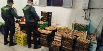 La Guardia Civil de Guadalajara detiene a siete personas e incauta más de una tonelada de setas