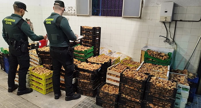 La Guardia Civil de Guadalajara detiene a siete personas e incauta más de una tonelada de setas
