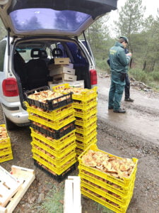 La Guardia Civil de Guadalajara incauta 400 kilos de níscalos e identifica 13 personas por recogida ilegal de setas en Cogolludo y Valdesotos