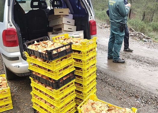 La Guardia Civil de Guadalajara incauta 400 kilos de níscalos e identifica 13 personas por recogida ilegal de setas en Cogolludo y Valdesotos