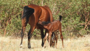 La manada de caballos serranos de Mazarete crece con un nuevo potro que contribuirá a la regeneración del bosque