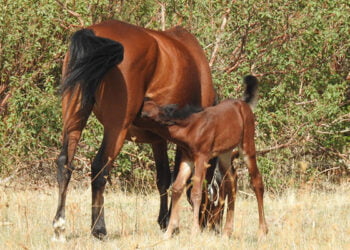 La manada de caballos serranos de Mazarete crece con un nuevo potro que contribuirá a la regeneración del bosque 2 La manada de caballos serranos de Mazarete crece con un nuevo potro que contribuirá a la regeneración del bosque