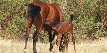 La manada de caballos serranos de Mazarete crece con un nuevo potro que contribuirá a la regeneración del bosque