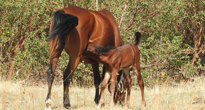 La manada de caballos serranos de Mazarete crece con un nuevo potro que contribuirá a la regeneración del bosque 1 La manada de caballos serranos de Mazarete crece con un nuevo potro que contribuirá a la regeneración del bosque