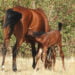 La manada de caballos serranos de Mazarete crece con un nuevo potro que contribuirá a la regeneración del bosque
