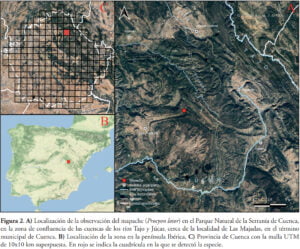 Localizan por primera vez un mapache en la Serranía de Cuenca entre Las Majadas y Tragacete