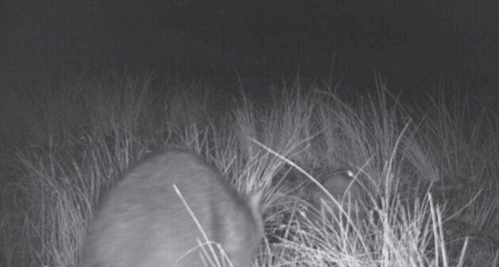 Localizan por primera vez un mapache en la Serranía de Cuenca entre Las Majadas y Tragacete 1 Localizan por primera vez un mapache en la Serranía de Cuenca entre Las Majdas y Tragacete