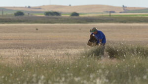 Un total de 250.000 plantas para recuperar la laguna de El Hito