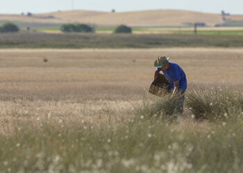 Un total de 250.000 plantas para recuperar la laguna de El Hito 10 Un total de 250.000 plantas para recuperar la laguna de El Hito