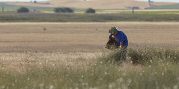 Un total de 250.000 plantas para recuperar la laguna de El Hito