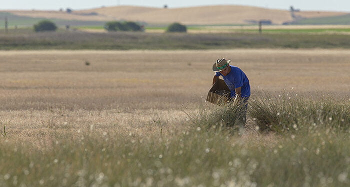 Un total de 250.000 plantas para recuperar la laguna de El Hito
