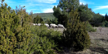 Vídeo. Primer día de trashumancia de los hermanos Cardo