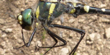 Agentes Medioambientales de la demarcación de Carboneras de Guadazaón descubren en Cuenca una libélula en peligro de extinción