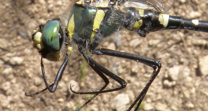 Agentes Medioambientales de la demarcación de Carboneras de Guadazaón descubren en Cuenca una libélula en peligro de extinción 1 Agentes Medioambientales de la demarcación de Carboneras de Guadazaón descubren en Cuenca una libélula en peligro de extinción