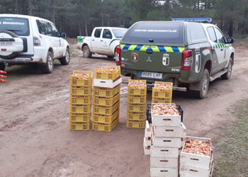 Agentes Medioambientales decomisan otros 180 kilos de níscalos en Tamajón