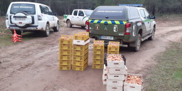 Agentes Medioambientales decomisan otros 180 kilos de níscalos en Tamajón